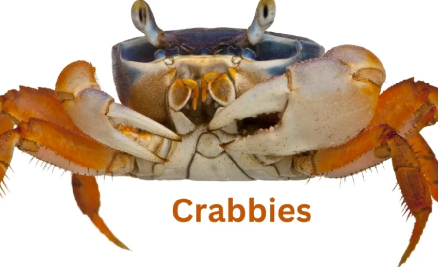 crabnibbie